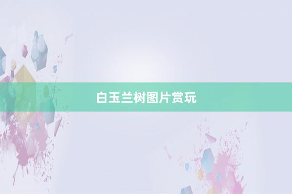 白玉兰树图片赏玩