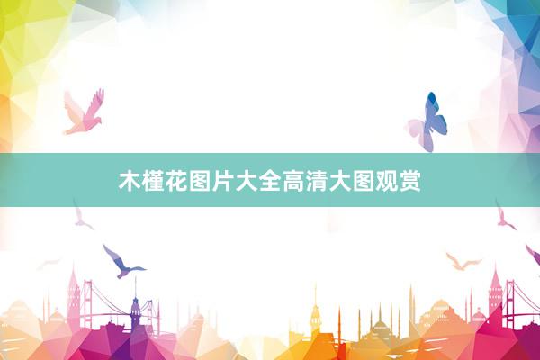 木槿花图片大全高清大图观赏
